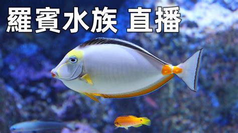 不要的魚缸怎麼辦|舊魚缸處理5大妙招